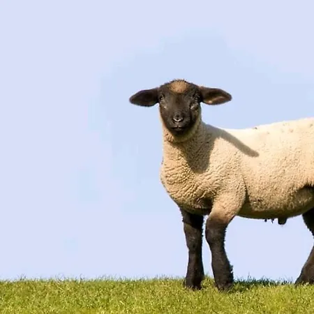 Elbe Ferien 아파트